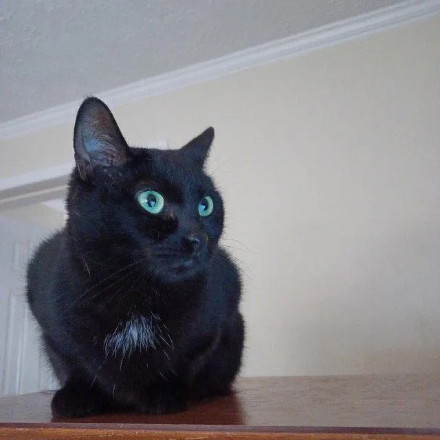 An adult small-sized female Domestic Short Hair cat named Honey for adoption in Drasco, AR