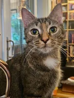 A young medium-sized female Tabby (Brown / Chocolate) Domestic Short Hair cat named Wren for adoption in Fairfax, VA