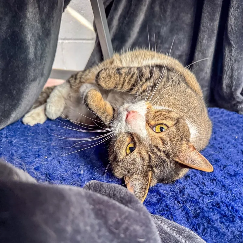 An adult large-sized male Brown / Chocolate Domestic Short Hair cat named Finn for adoption in Kennebunk, ME
