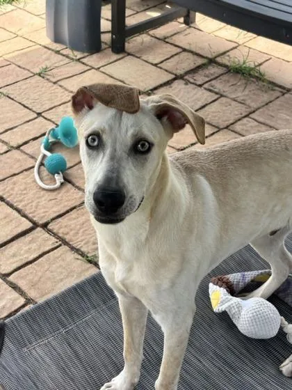 An adult large-sized male Labrador Retriever dog named Aries for adoption in Houston, TX