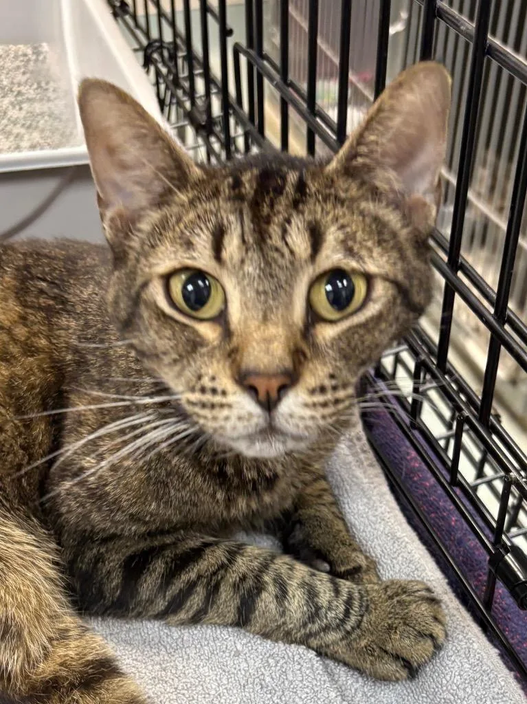 An adult medium-sized male Domestic Short Hair cat named Rudy for adoption in Little Rock, AR