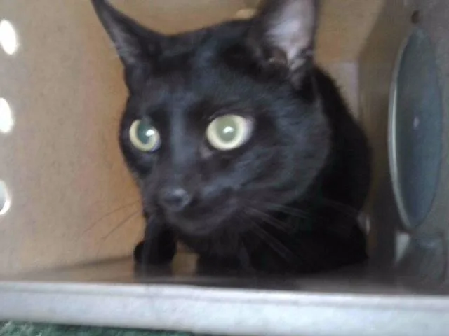 A young medium-sized female Domestic Short Hair cat named Zinzy for adoption in Baldwin Park, CA