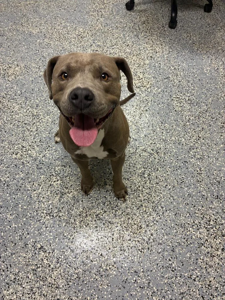 A young medium-sized male Pit Bull Terrier dog named Timon for adoption in Seven Points, TX