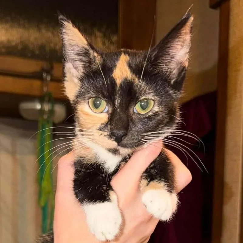 A baby small-sized female American Shorthair cat named Minnie for adoption in mount vernon, AR