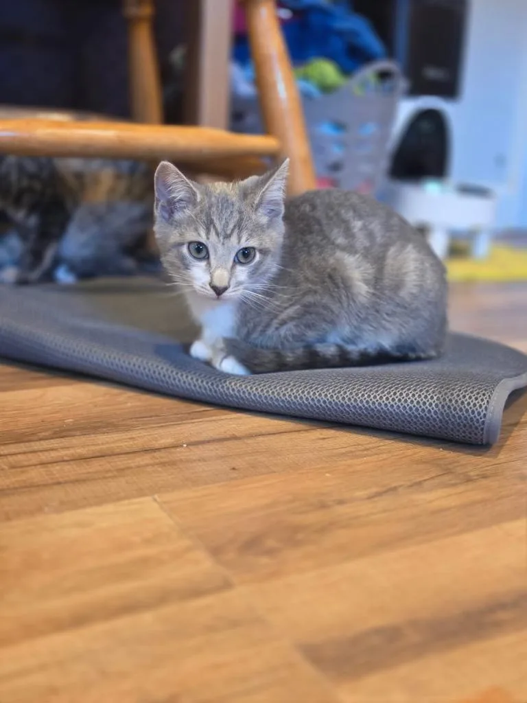 A baby small-sized male Domestic Short Hair cat named Hudson Medway for adoption in Gorham, ME
