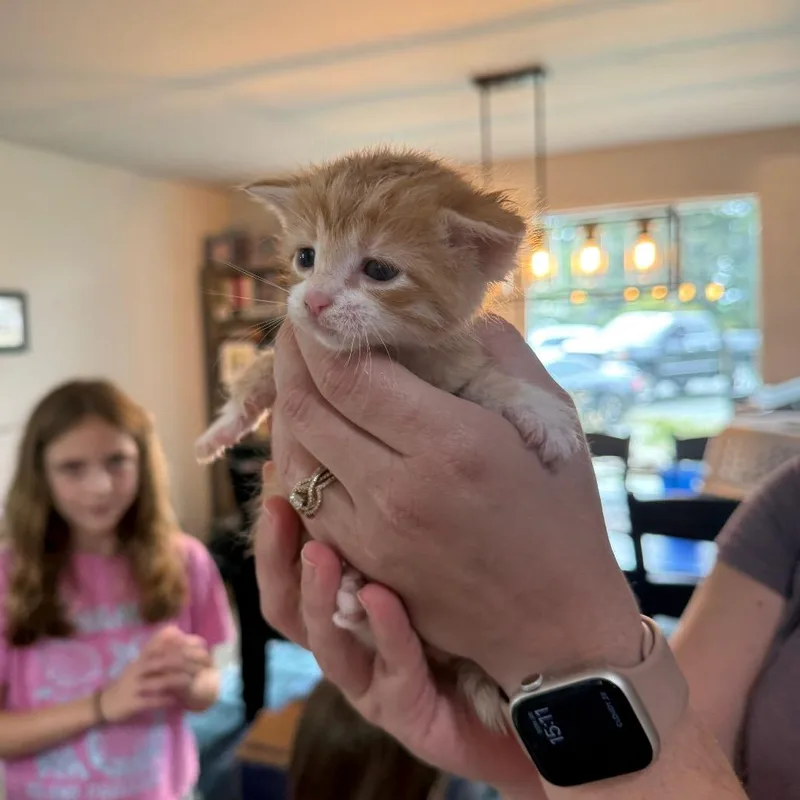 A baby small-sized male Orange / Red Domestic Short Hair cat named Garfield for adoption in Ferndale, WA