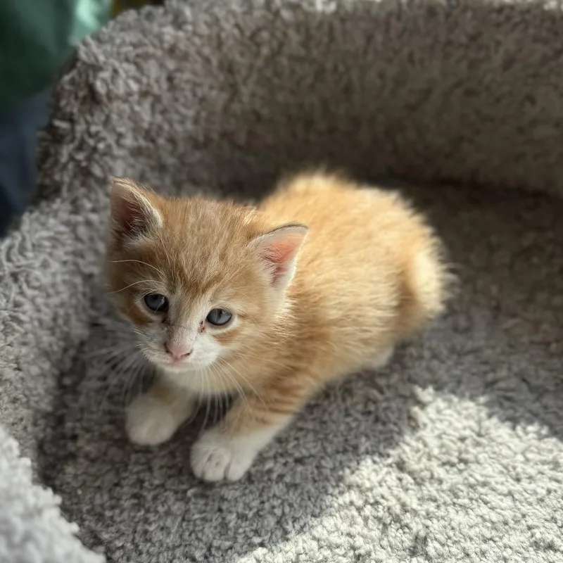 Garfield thumbnail 2