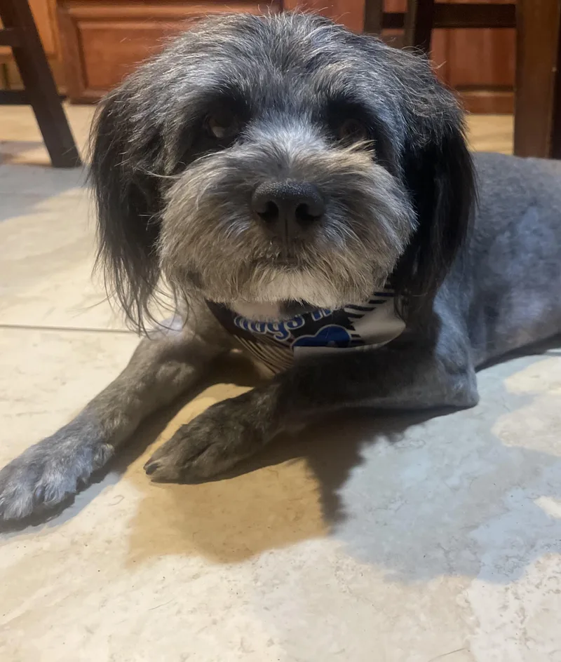 An adult small-sized male Gray / Blue / Silver Terrier dog named Junior for adoption in Monrovia , CA