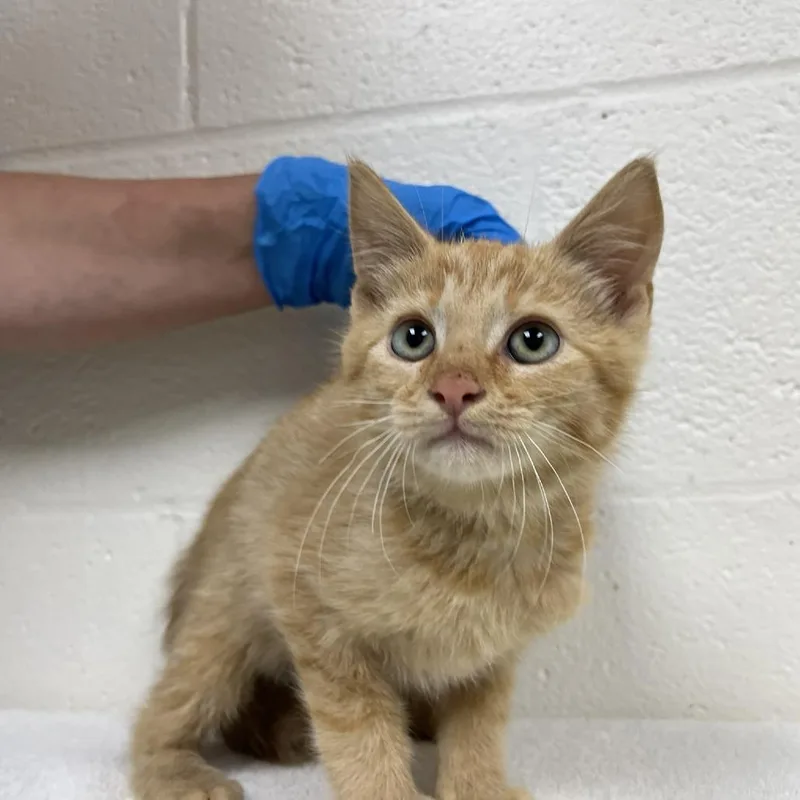 A baby small-sized male Orange / Red Domestic Short Hair cat named Maximilian for adoption in Harrisonburg, VA