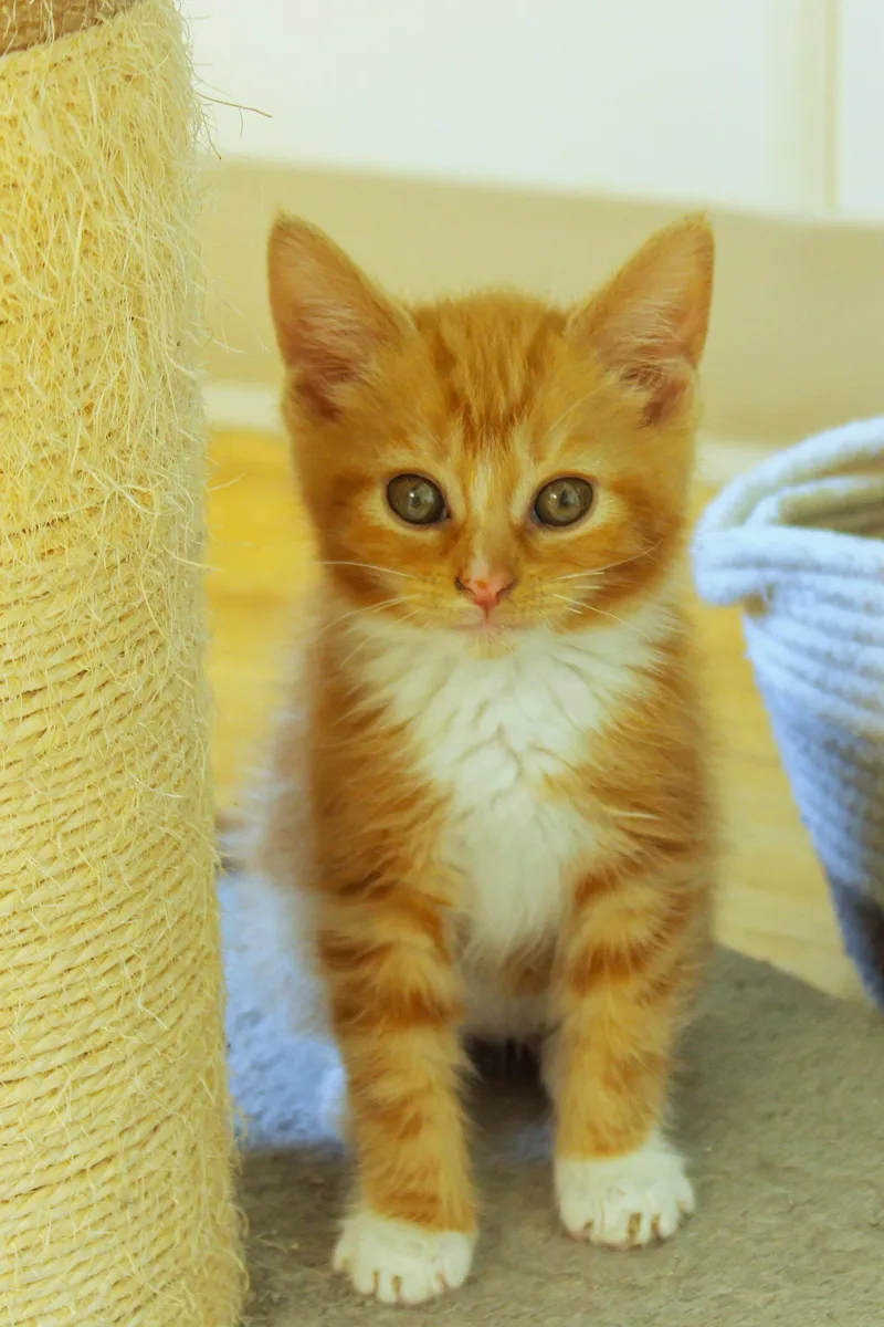 Persimmon thumbnail 5