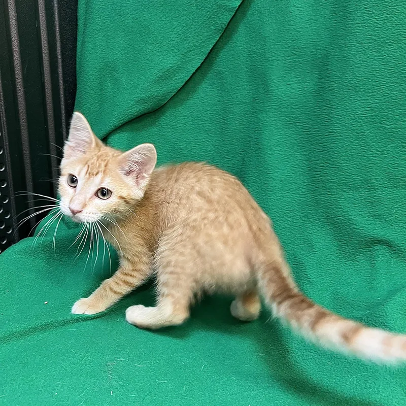 Popcorn  At Petsmart