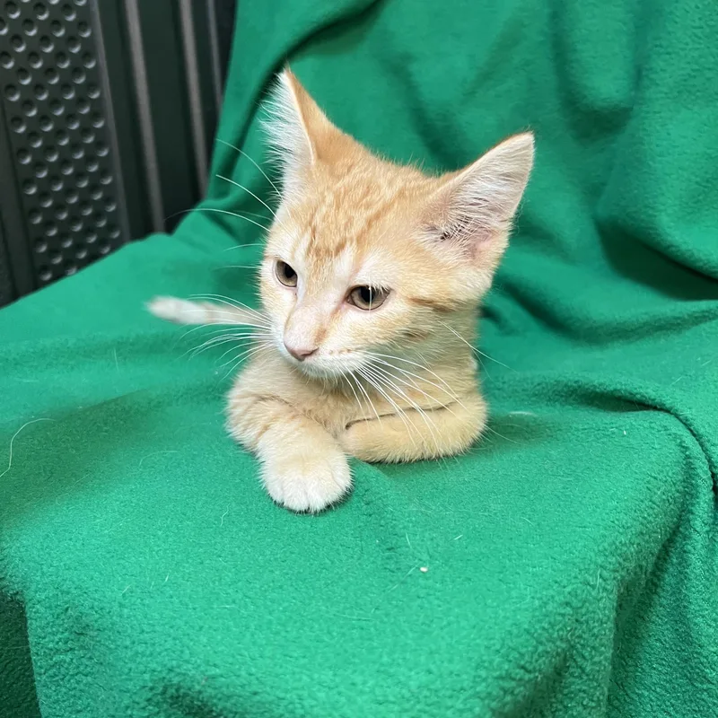 Popcorn  At Petsmart thumbnail 2