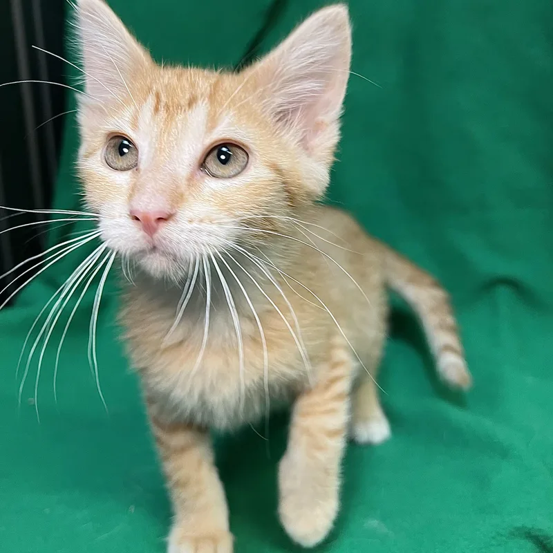 Popcorn  At Petsmart thumbnail 3