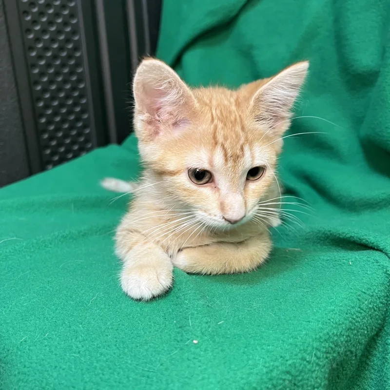 Popcorn  At Petsmart thumbnail 4