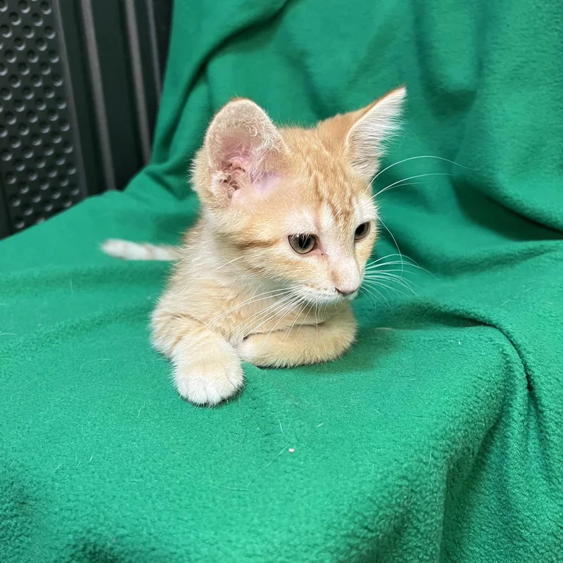 Popcorn  At Petsmart thumbnail 5