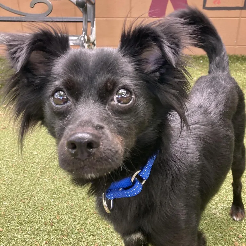An adult small-sized female Black Chihuahua dog named Loon for adoption in Providence, RI