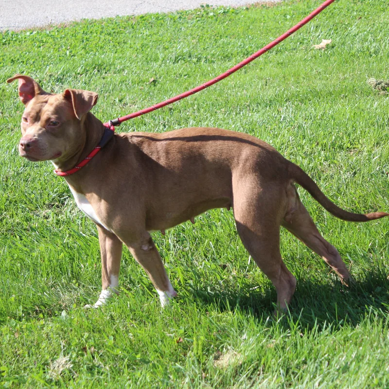 An adult medium-sized female Brown / Chocolate Pit Bull Terrier dog named Jazmine for adoption in Heath, OH