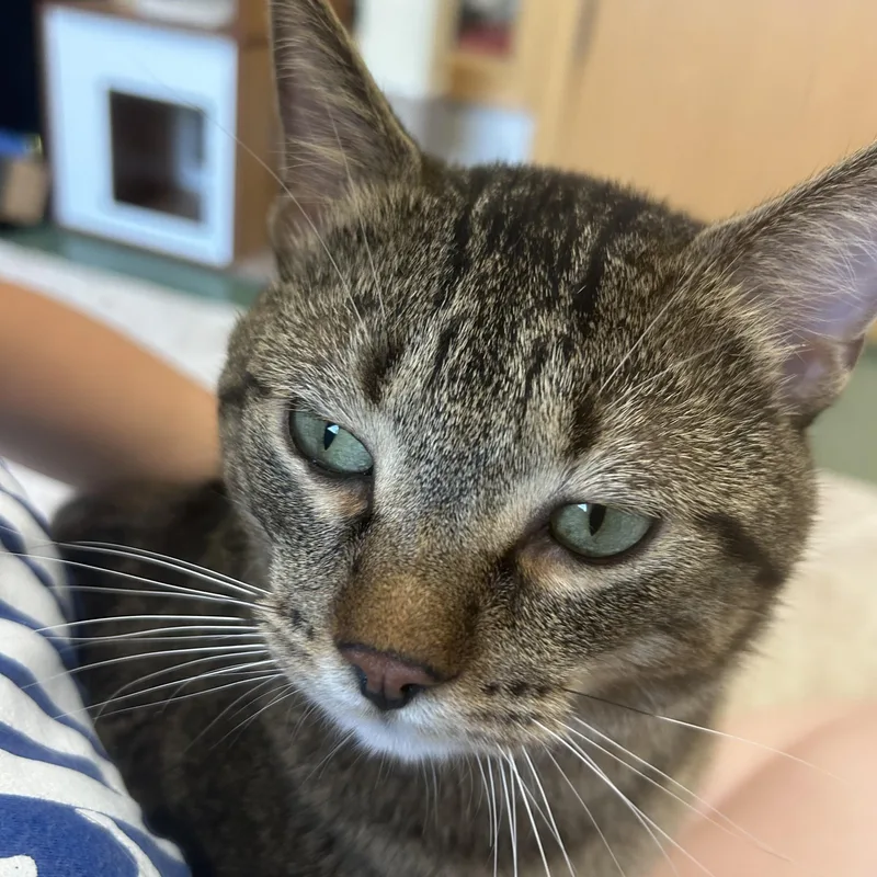 An adult large-sized male Tabby (Brown / Chocolate) Domestic Short Hair cat named Jordie for adoption in Mokena, IL