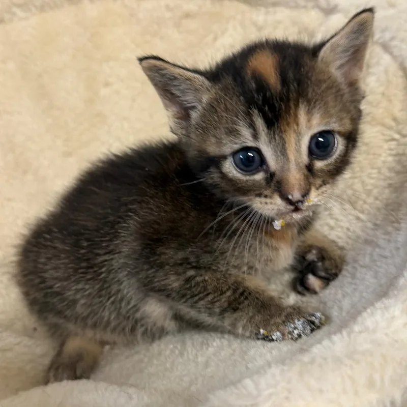 A baby small-sized female Black Domestic Short Hair cat named April for adoption in Floresville, TX