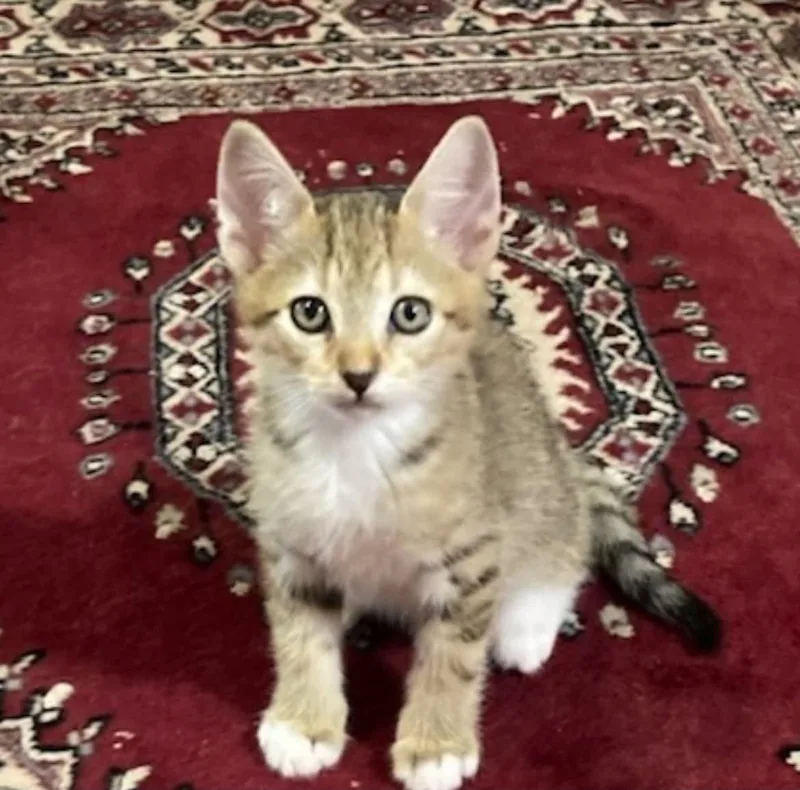 A baby small-sized male Tabby cat named Cubone Bell for adoption in Saunderstown, RI