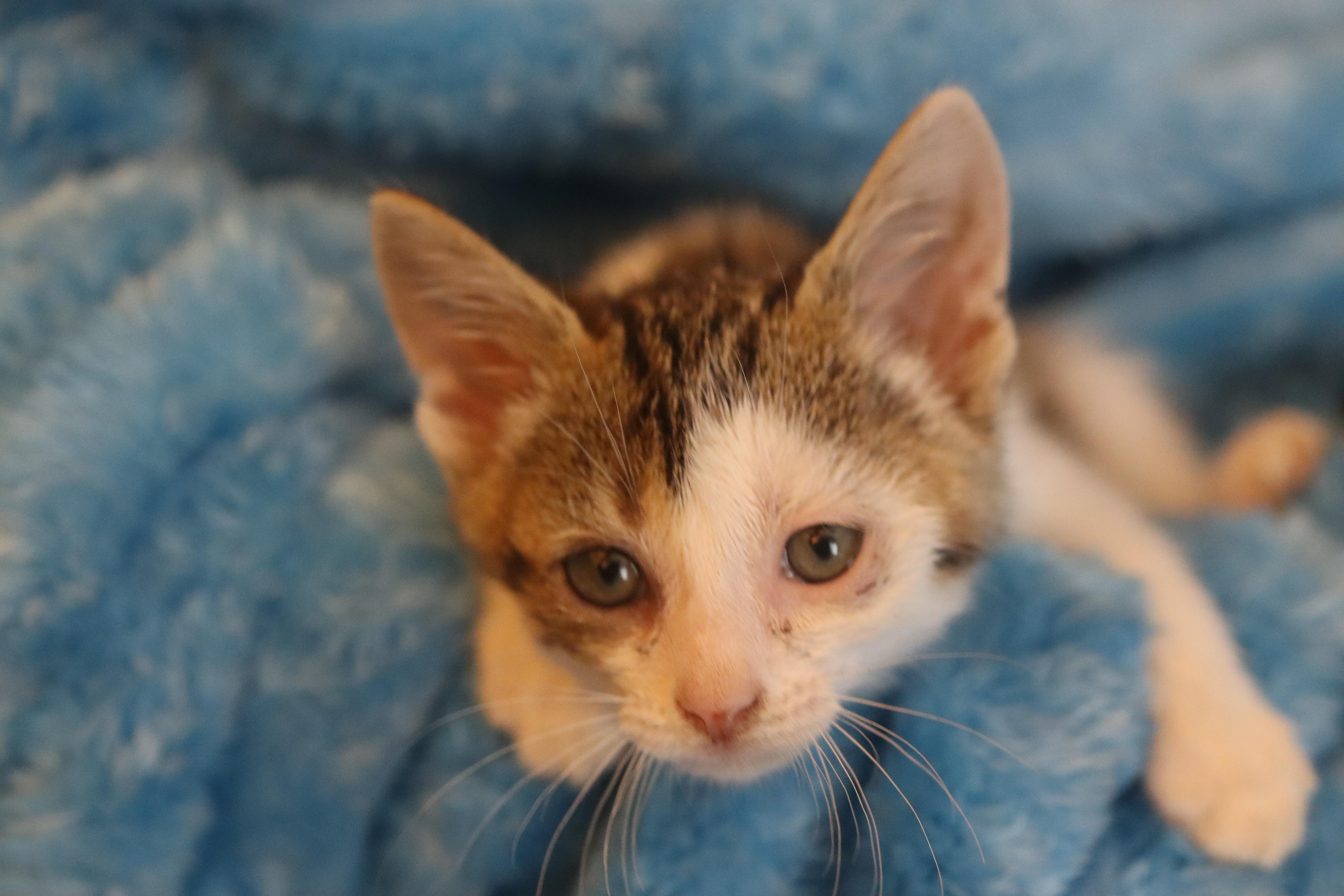 A baby medium-sized male White Domestic Short Hair cat named Zuko for adoption in Franklin, TN