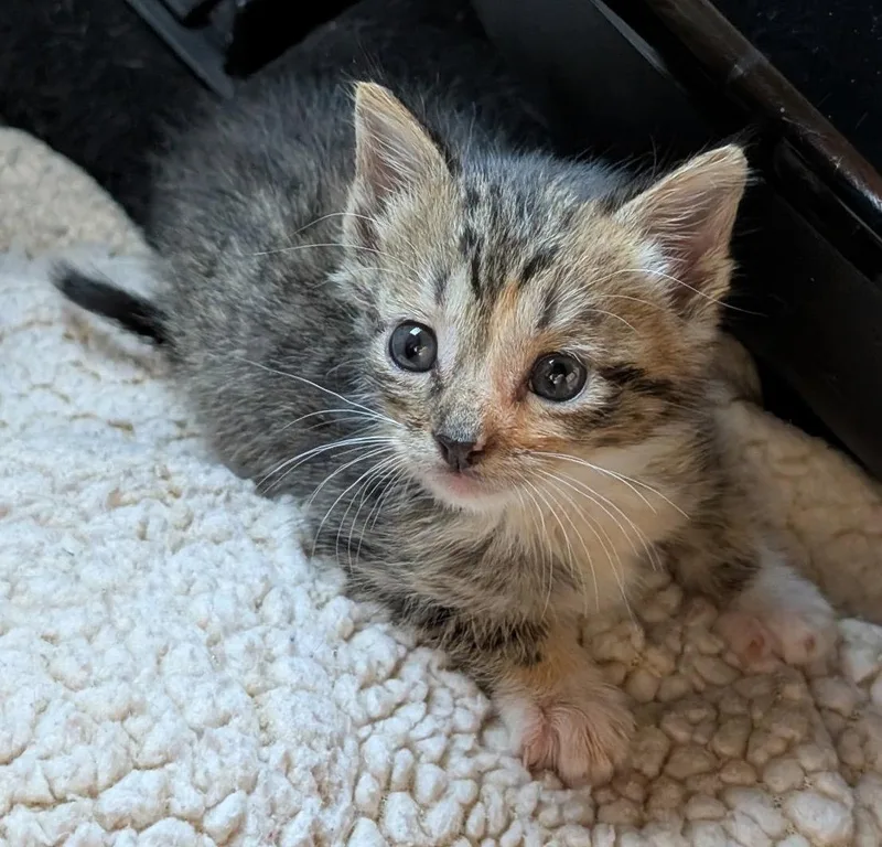 A baby medium-sized female Tabby cat named Jungle Jane for adoption in Buford, GA