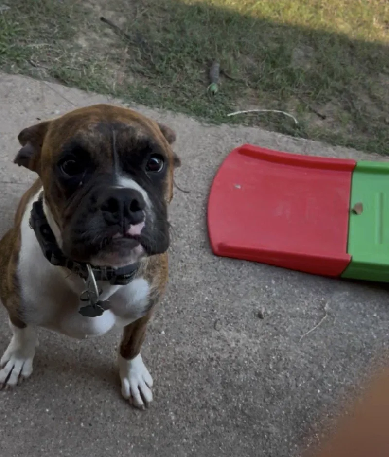 A young large-sized male Boxer dog named Dunly for adoption in Katy, TX