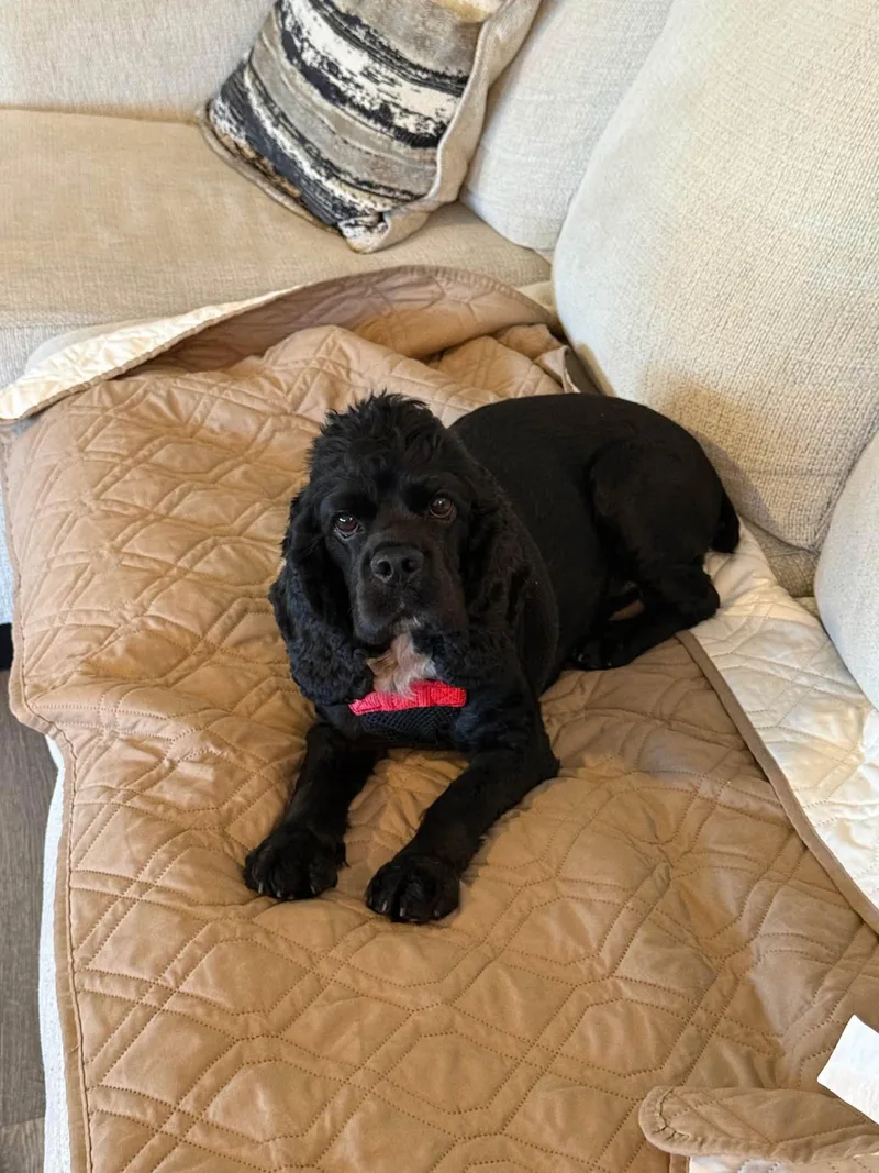 A young small-sized male Cocker Spaniel dog named Waylon for adoption in Matthews, NC