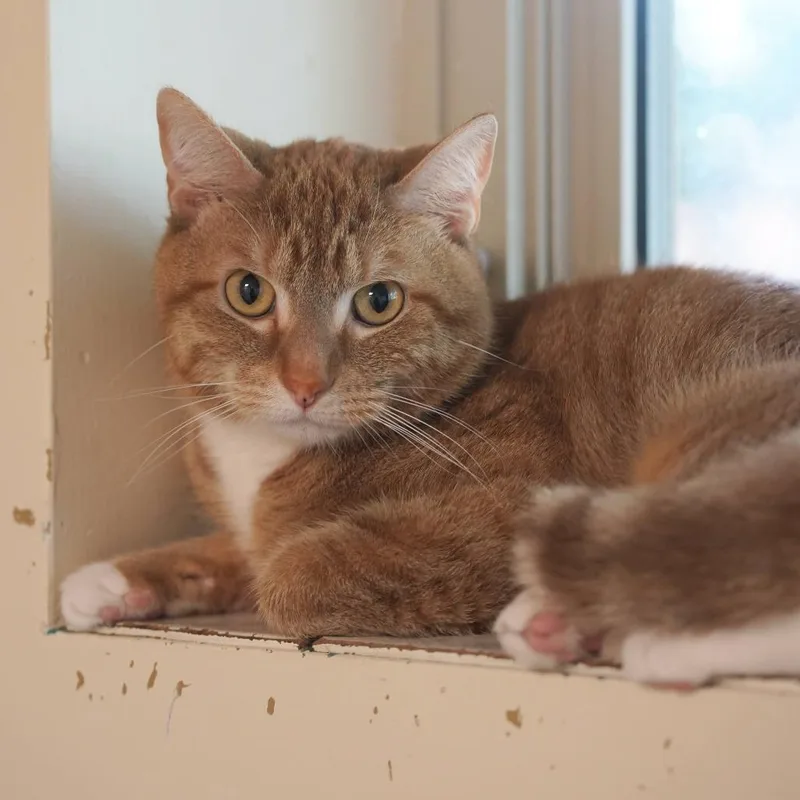 An adult medium-sized male Orange / Red Domestic Short Hair cat named Tiger for adoption in Naperville, IL
