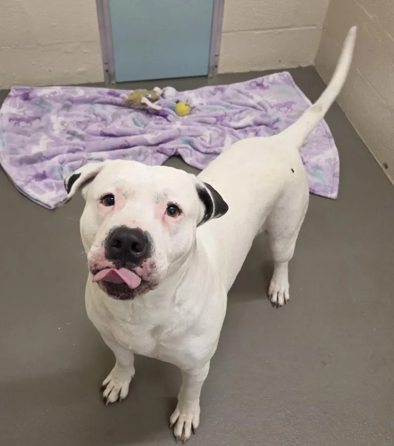 An adult extra large-sized male Pit Bull Terrier dog named Bear for adoption in Hagerstown, MD
