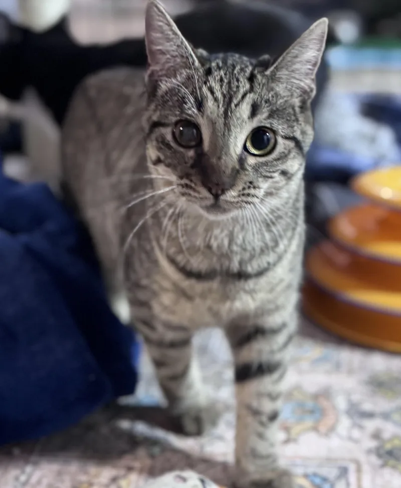 Lexapro Aka Lexi thumbnail 2