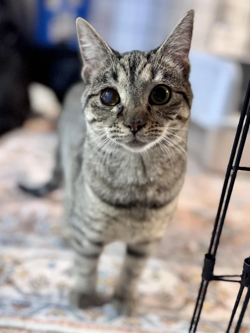 Lexapro Aka Lexi thumbnail 3