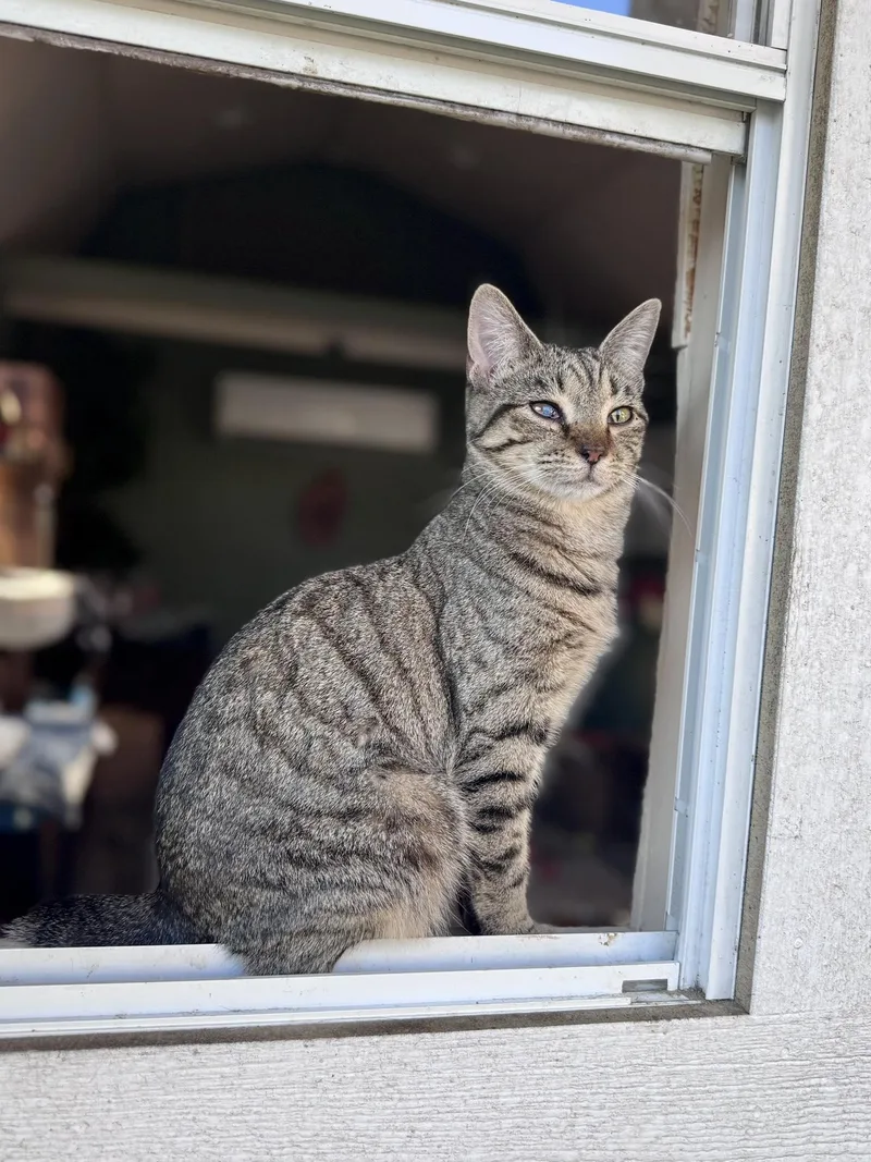 Lexapro Aka Lexi thumbnail 4