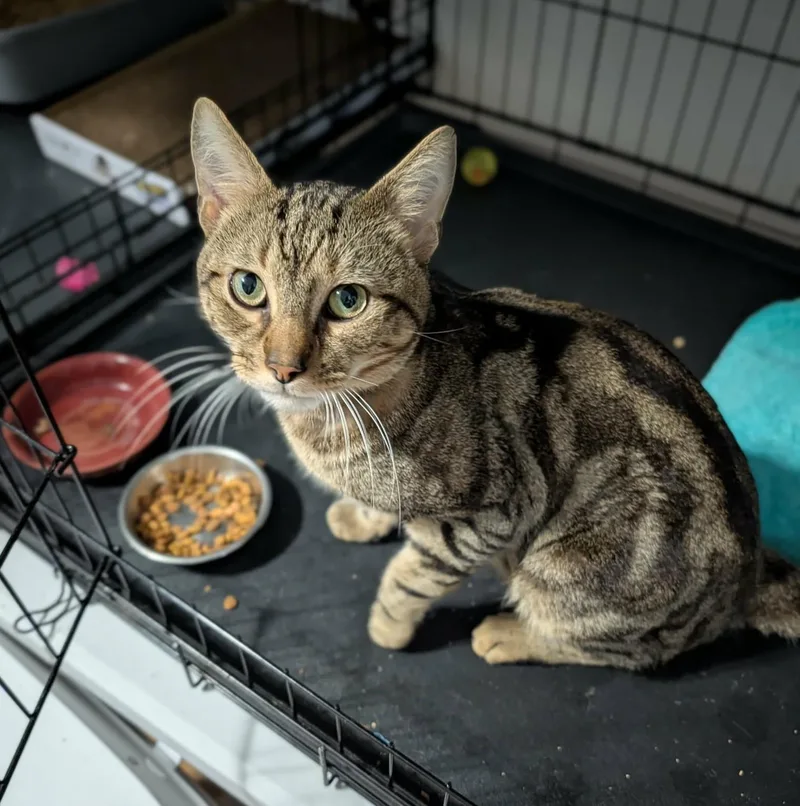 An adult medium-sized male Tabby (Tiger Striped) Domestic Short Hair cat named Ziggy for adoption in Roslindale, MA