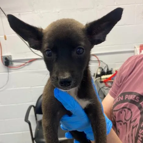 A baby small-sized female Black Terrier dog named Macaroon for adoption in Hattiesburg, MS