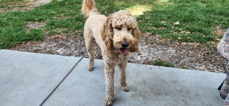 An adult medium-sized male Golden Retriever dog named Koda for adoption in Jacksonville, FL