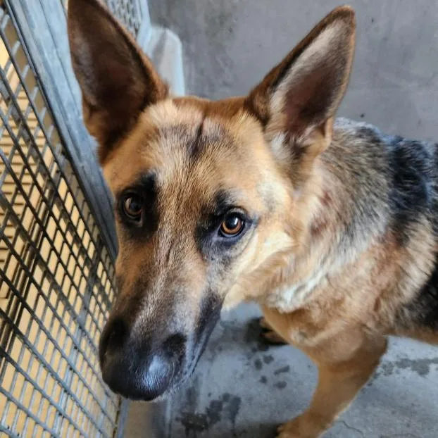 An adult medium-sized female Brown / Chocolate German Shepherd Dog dog named Venusfoxy A for adoption in Mission Hills, CA