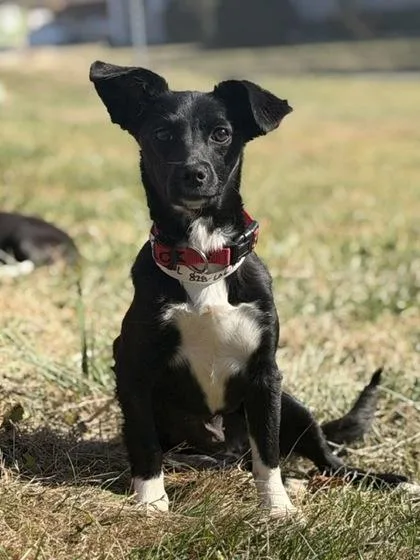 A young small-sized female Chihuahua dog named Rhonda for adoption in Malvern, PA