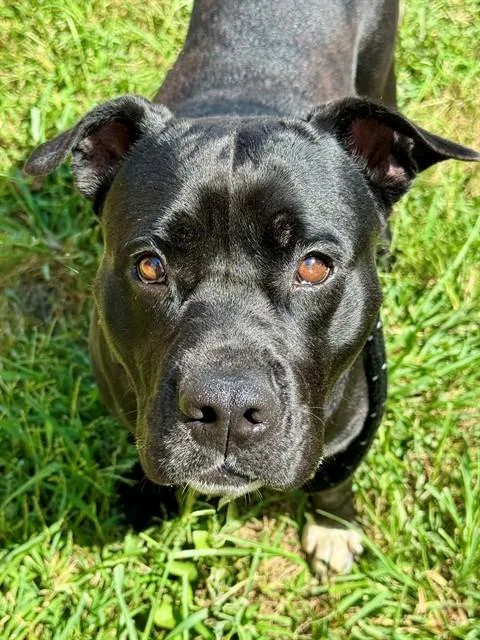 A young medium-sized female Terrier dog named Tiana for adoption in Olivette, MO