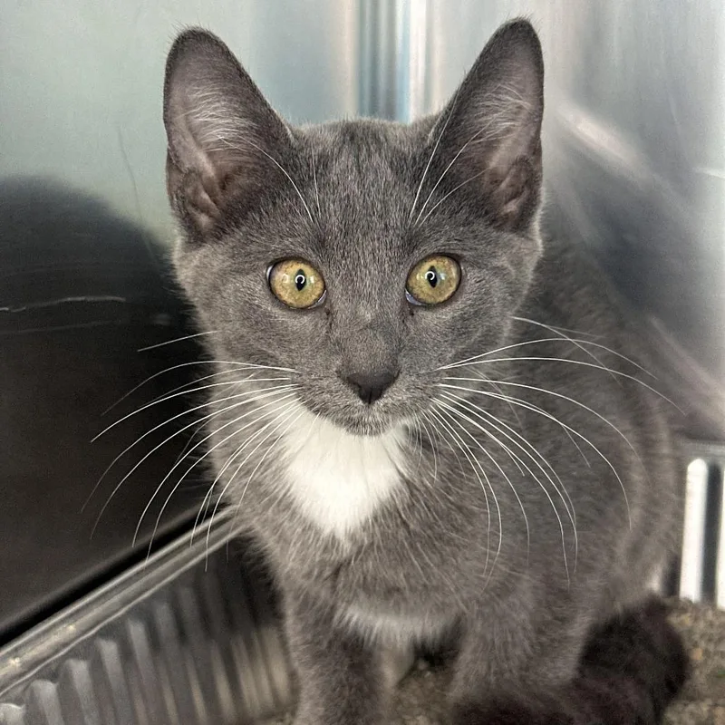 A baby small-sized female Gray / Blue / Silver Domestic Medium Hair cat named Winter for adoption in Matteson, IL