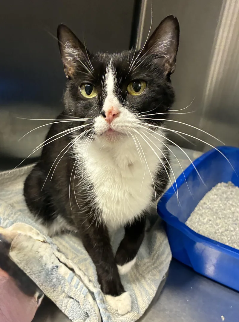 An adult medium-sized female Black & White / Tuxedo Domestic Short Hair cat named Jade for adoption in Breinigsville, PA