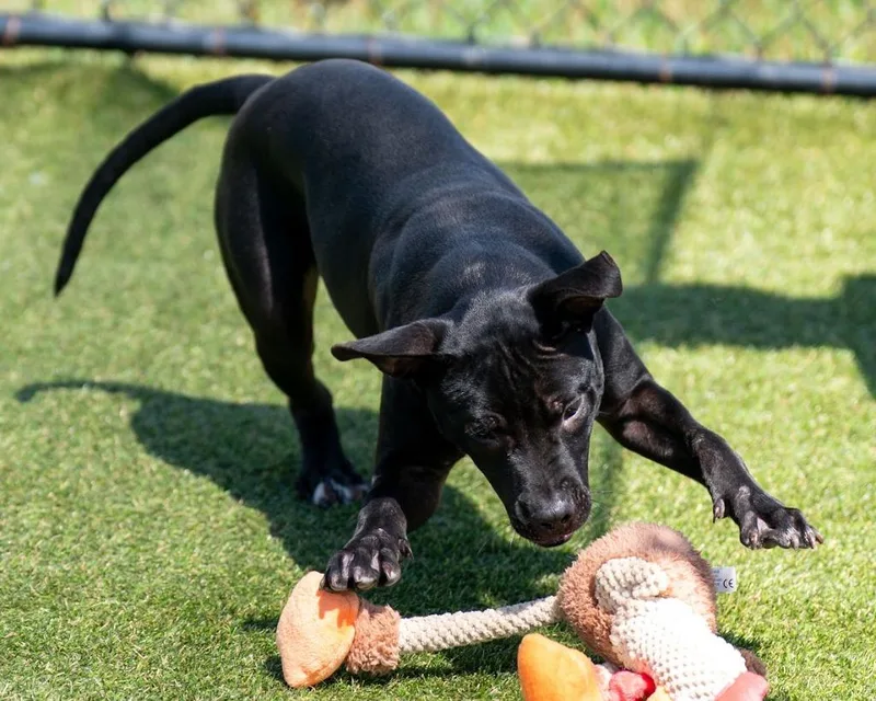 A baby small-sized female Terrier dog named Jitterbug for adoption in Lavonia, GA