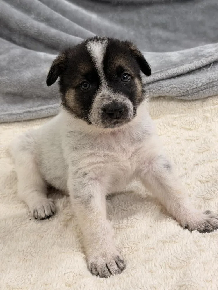 Mercedes thumbnail 2