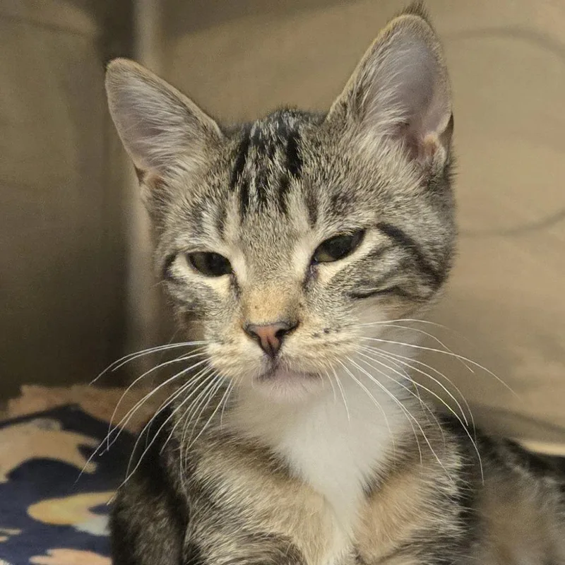 A baby small-sized female Domestic Short Hair cat named Olivia for adoption in Wickenburg, AZ