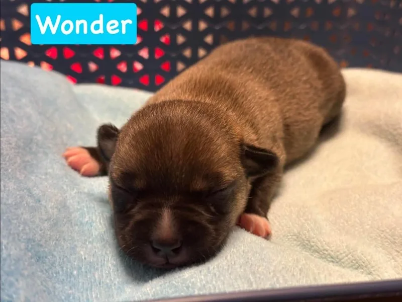 A baby small-sized male Brown / Chocolate Chihuahua dog named Wonder for adoption in Shawnee, OK
