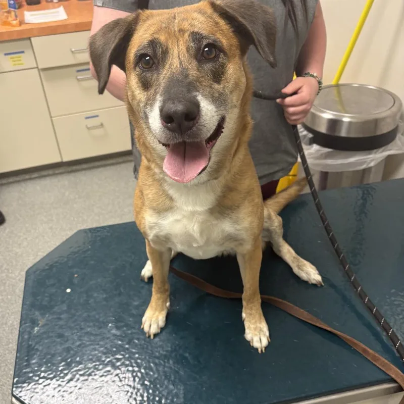 An adult medium-sized female Brown / Chocolate Mixed Breed dog named Tigress for adoption in Batavia, OH
