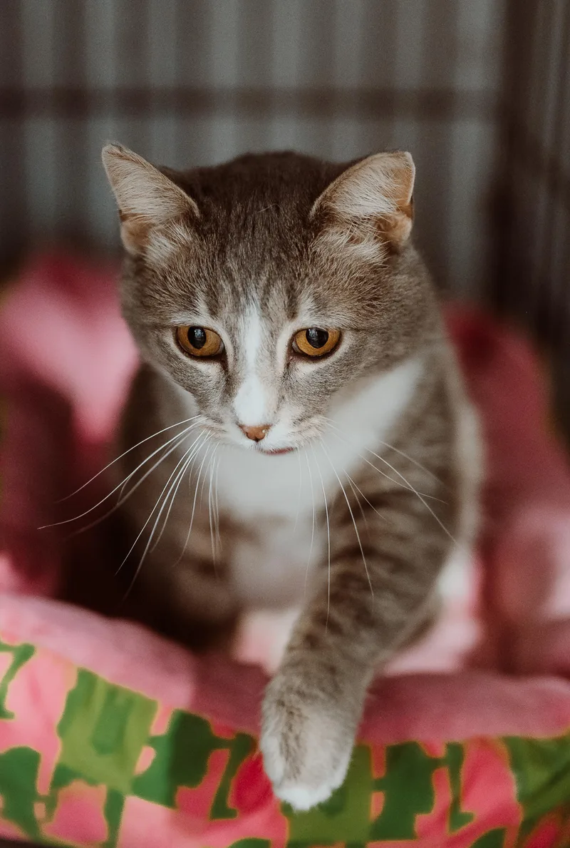 A young medium-sized female Gray & White Domestic Short Hair cat named Little Mittens for adoption in Le Mars, IA