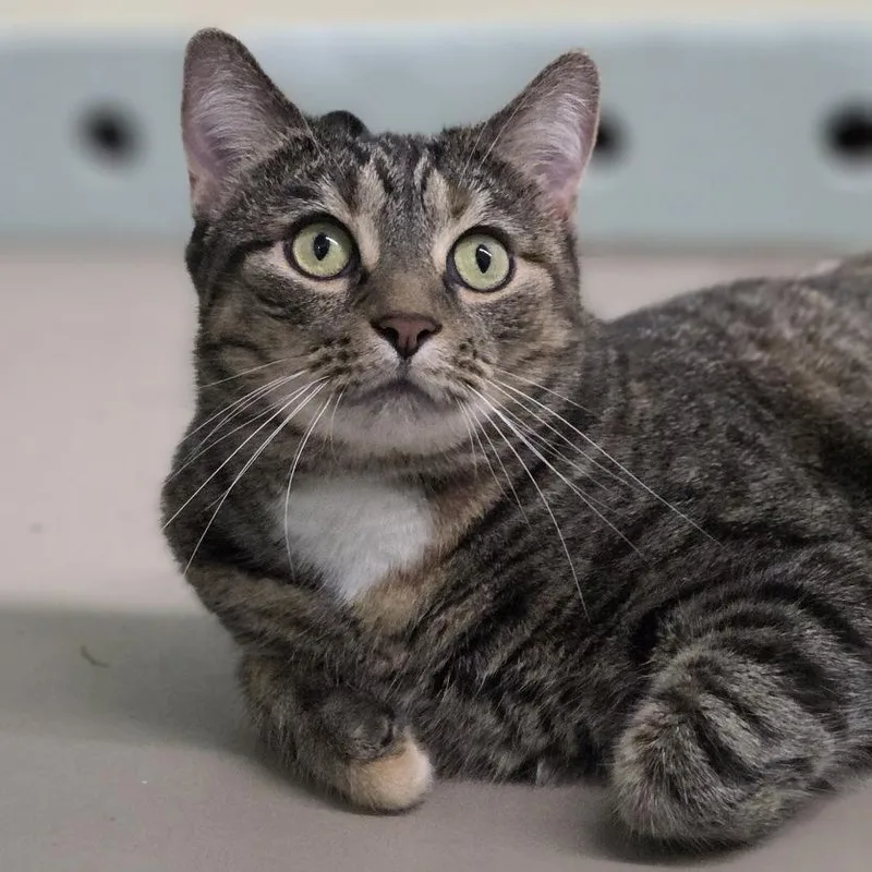 An adult large-sized female Domestic Short Hair cat named Olive for adoption in Pittsford, VT