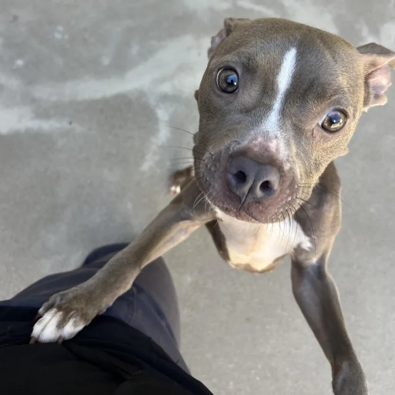 An adult medium-sized female Gray / Blue / Silver Pit Bull Terrier dog named Daisy for adoption in Manhattan, KS