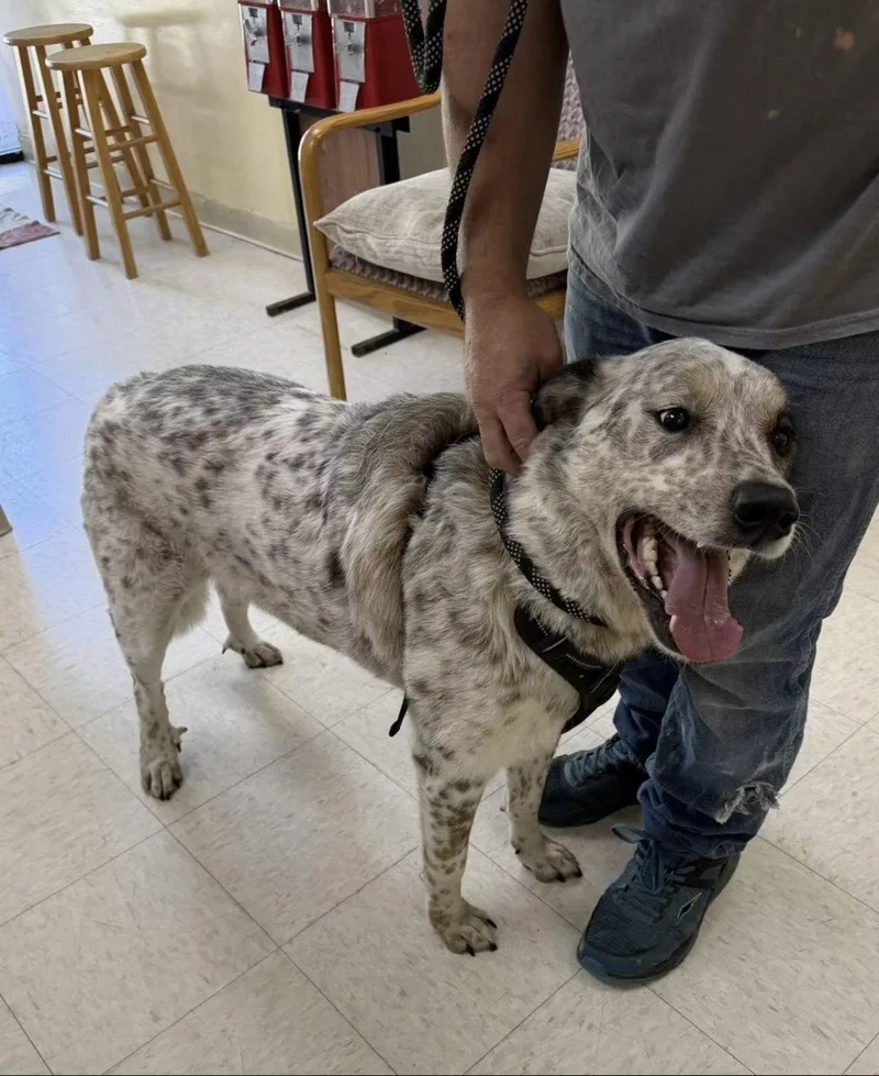 An adult extra large-sized male Australian Cattle Dog / Blue Heeler dog named Baxter CL for adoption in Kansas City, MO
